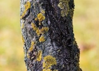Symptômes d’un capteur d’arbre à cames défectueux