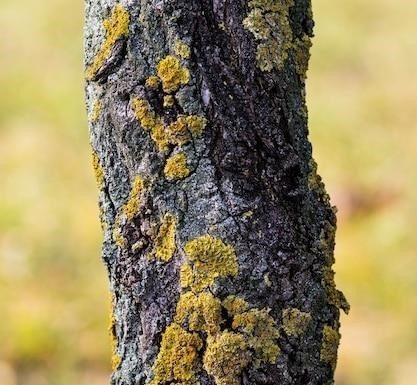 Symptômes d’un capteur d’arbre à cames défectueux